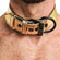 Metallic Gold Pup Collar With Leash - Coleira Sado (Imagem 2 de 3)